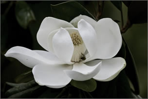 Magnolia Grex & Associates