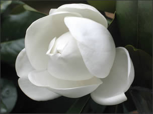 Magnolia Grex and Associates
