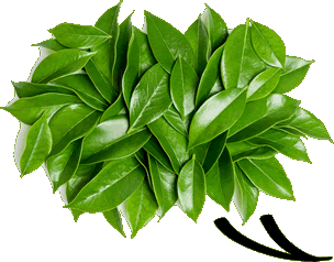 Speech Bubble of Leaves